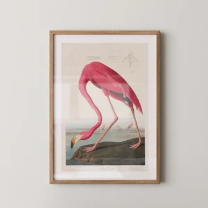 Alternative view of Pembe Flamingolar